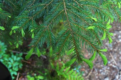 Abies alba