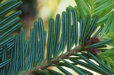 Abies alba