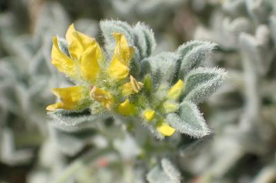 Medicago marina