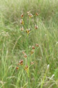 Juncus subnodulosus