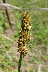 Carex otrubae