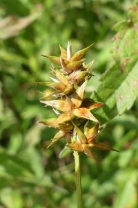 Carex spicata