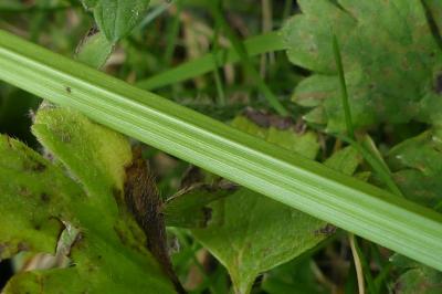 Carex otrubae