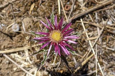 Carlina lanata