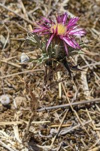 Carlina lanata