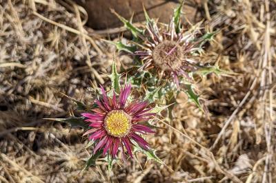 Carlina lanata