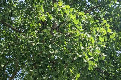 Populus tremula