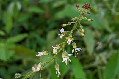 Circaea lutetiana