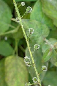 Circaea lutetiana