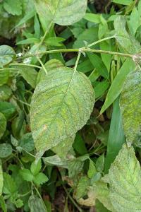 Circaea lutetiana
