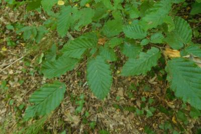 Carpinus betulus