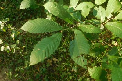 Castanea sativa
