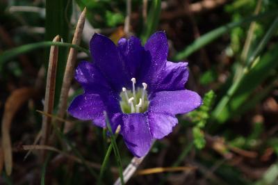 Gentiana pyrenaica
