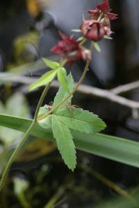 Comarum palustre