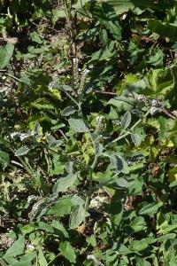 Heliotropium europaeum