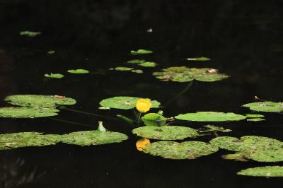 Nuphar lutea