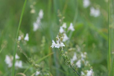 Linaria repens