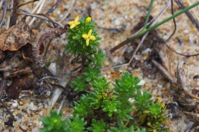 Galium arenarium