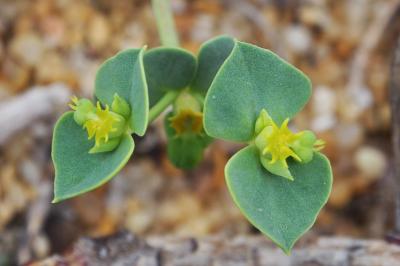 Euphorbia segetalis subsp. portlandica