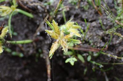 Cyperus flavescens