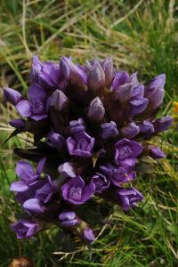 Gentianella campestris