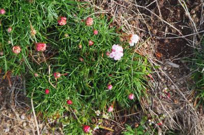 Armeria maritima