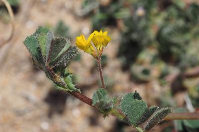 Medicago littoralis