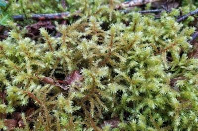 Rhytidiadelphus loreus