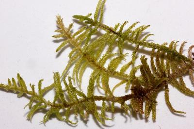 Pseudoscleropodium purum