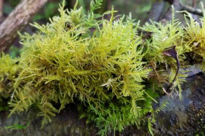 Kindbergia praelonga