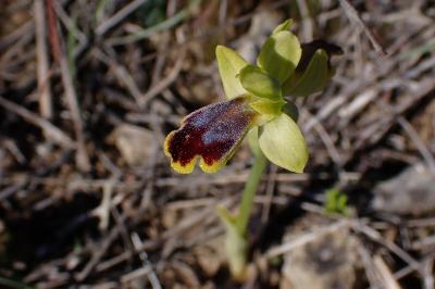 Ophrys subfusca