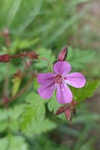 Geranium robertianum
