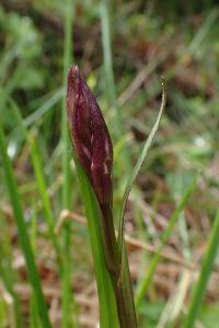 Dactylorhiza elata
