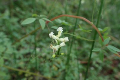 Ceratocapnos claviculata