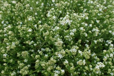 Galium saxatile