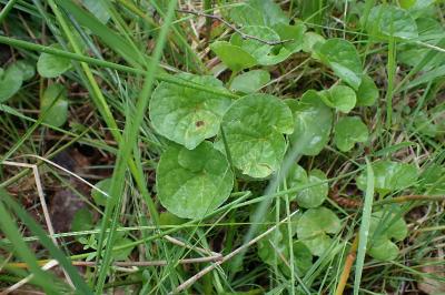 Viola palustris