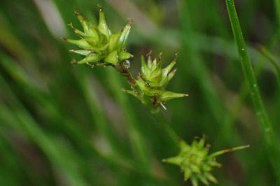 Carex echinata