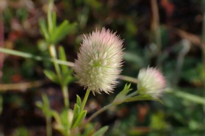 Trifolium arvense