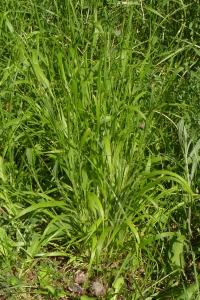 Brachypodium sylvaticum