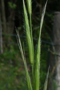 Brachypodium sylvaticum