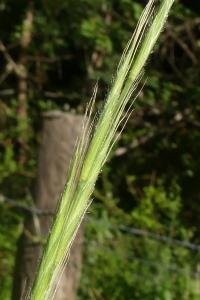 Brachypodium sylvaticum