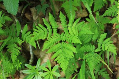 Gymnocarpium dryopteris