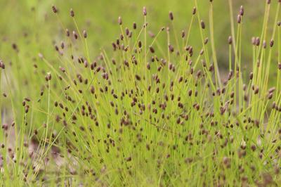 Eleocharis ovata