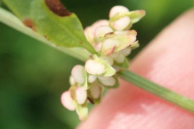 Rumex conglomeratus