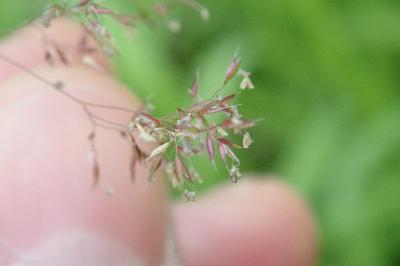Agrostis canina