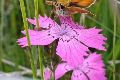 Dianthus seguieri subsp. pseudocollinus