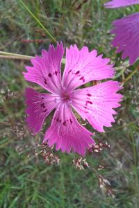 Dianthus seguieri subsp. pseudocollinus