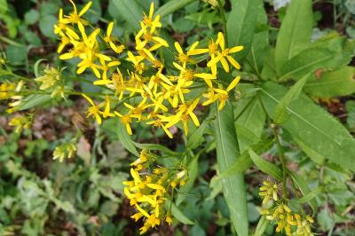 Senecio ovatus