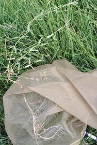 Epilobium obscurum