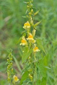 Linaria vulgaris